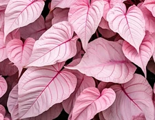 6 Pinky Swear Caladium Bulbs for Planting - Perennial Hosta, Elephant Ears