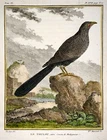 1779 Haussard after de Seve - Madagascar CUCKOO Bird - 4to engraving