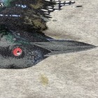 Foto 9 di 12