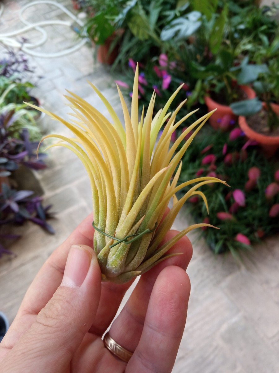 Selten Tillandsia Ionantha Druid Yellow Variegata