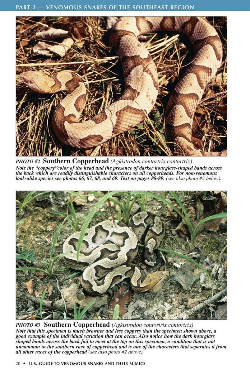 U. S. Guide to Venomous Snakes and Their Mimics by Scott Shupe