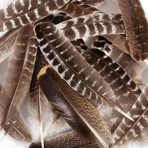 THARAHT 24Pcs Natural Wild Turkey Wing Feathers Quill Bulk 10-12Inch 25-30Cm for - 第 5/12 張圖片