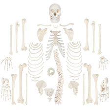 Life-Size Disarticulated Human Skeleton Model, 3 Part Human Skull, Articulated B