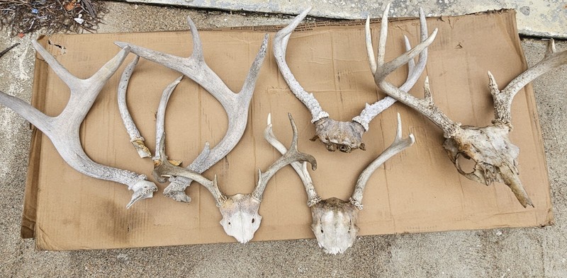 collection of deer antlers lot