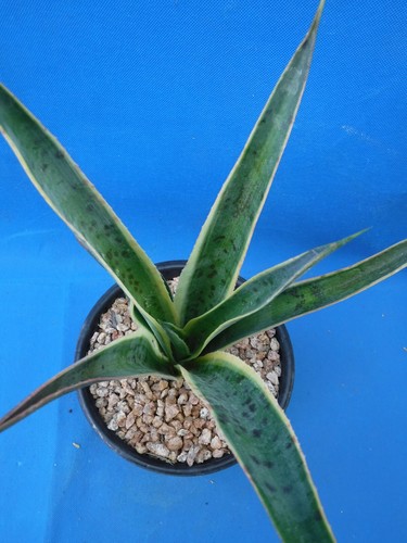 Mangave "Kaleidoscope" VARIEGATED Manfreda x Agave Succulent STARTER PLANT 5"+ - Picture 11 of 12