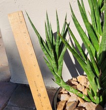 Sansevieria Francisii Snake Plant Live Succulent Cutting 1 