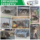 Bild 11 von 12