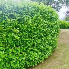 40 Cherry Laurel Evergreen Hedging Plants Fast Growing Shrub 25-40cm Potted  