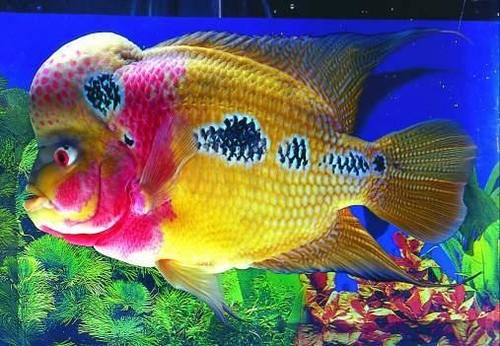 C.R.#5 WHITE CRANE Fish Food Powder Vitamin Increase All Color Enhancer Breeding - Picture 9 of 16