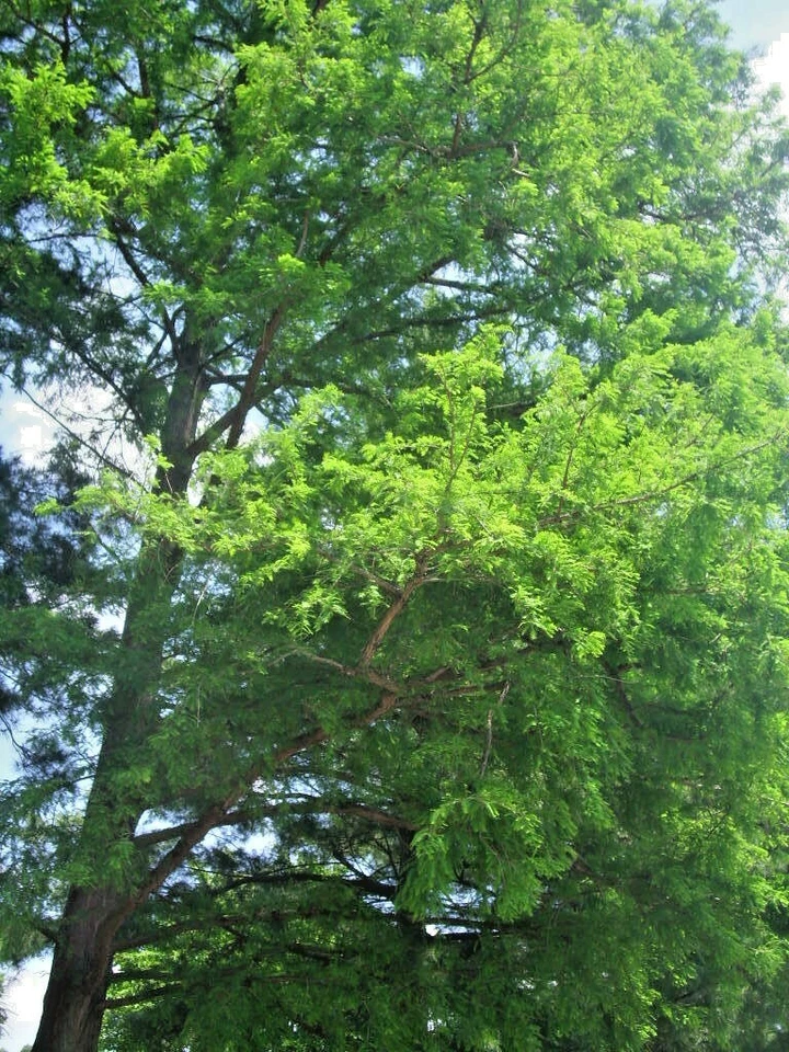 15 BALD CYPRESS SEEEDS - Taxodium distichum - Image 2 of 4