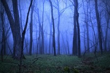 4 oz Candle Scent Oil-TWILIGHT WOODS