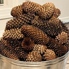 100 Pinecones - 6-inch from Ohio for Crafts, Holiday Decoration, Table Decor