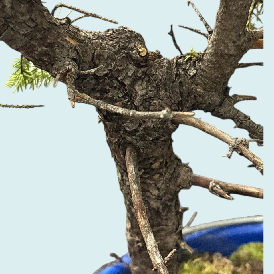32” White Spruce Yamadori Pre-Bonsai – Epic Twist & Jin – Michigan UP Collected - Image 3 of 4