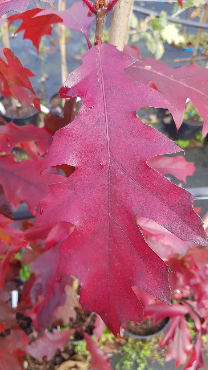 Chêne rouge d'Amérique Quercus rubra baliveau en pot de 7L pour reboiser et ombrager rapidement