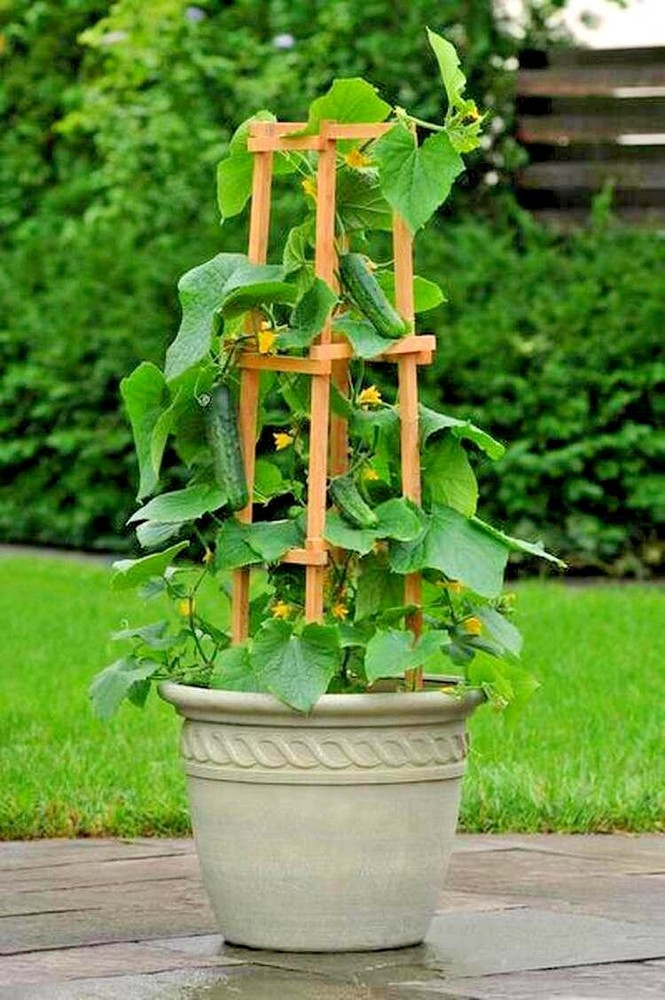 36 Spacemaster Bush Cucumber Seeds for Patio Containers & Hanging Baskets