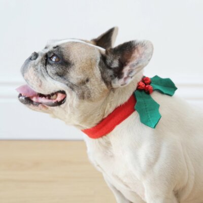 white christmas dresses French Bulldog Christmas Costumes Spread Joy with Festive Fashion