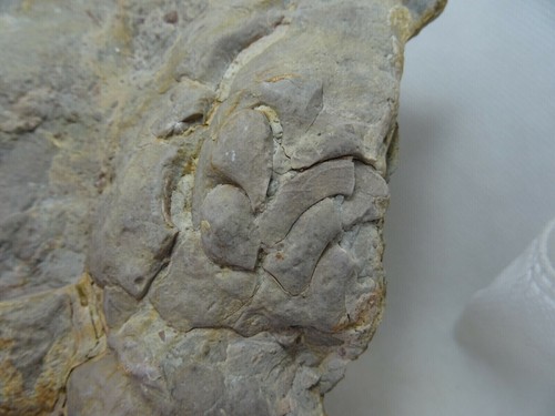 Placa fragmentos Ammonite carbonifero Leon España fosil Goniatites GAS - Imagen 3 de 4