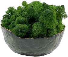 Moss Preserved Moss for Potted Plants Natural Fresh Green Reindeer Moss for Craf