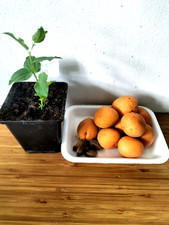 5 Apricot Fruit  Tree  Seeds- BUY ONE GET