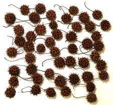Sweet Gum Balls Seed Pods Witches Burr Craft Supply 50
