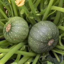 15 graines de courgette ronde de nice bio