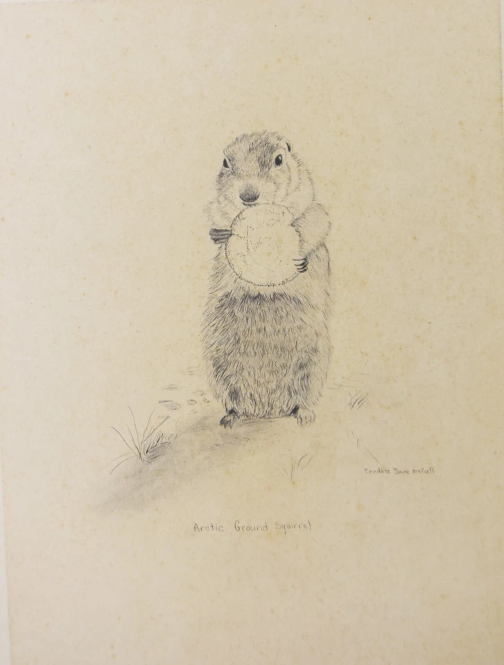 Boceto de dibujo a lápiz de colección Ardilla terrestre ártica Candace McCall Americana Foto 2 de 4