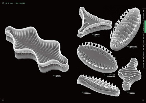 The Amazing World of Diatoms English Japanese Bilingual Photo Book 2020 - Picture 9 of 15