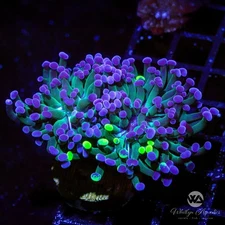 (Y3) WA Twoface Splatter Hammer - WYSIWYG Live Coral Frag
