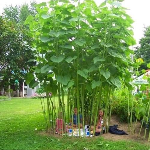 MISCELA GIRASOLE FORESTA SOLARE / CRESCITA RAPIDA FORESTA DI GIGANTI TORREGGIANTI! - Foto 4 di 7