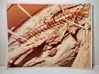 Vtg Centipede Large Photograph Arthropod Science Bug Nature Millipede 15x11