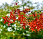 Quercus rubra -  - Pianta | Quercia rossa | Quercia boreale