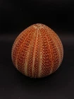 Giant Echinus esculentus English channel sea urchin Collectable sea shell #16839
