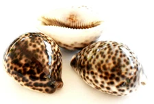 3 Leopard Tiger Cowrie Shell (Cypraea Tigris) 2 1/2" Craft Beach Decor Nautical