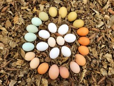 3 Rainbow Hatching Barnyard Mix Farm Fresh Fertile Chicken Eggs