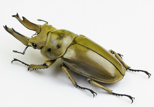 LUCANIDAE - Stag Beetle - Allotopus moellenkampi moseri (76mm+) - MALAYSIA- 7053 - Picture 5 of 6