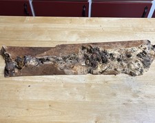 Live Edge Maple Wood Burl Cut Off 27 X 4.5 X 2