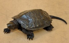 Japanese Meiji Bronze Turtle Okimono w/ Long Tail, Signed