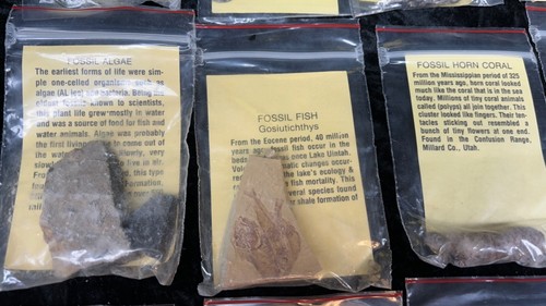 LOT Rocks, Teeth, Ammonite, Fish, Algae, Coral, Trilobite, Fossilized, + Others - Picture 2 of 9