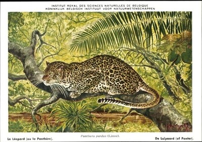 Künstler Ak Panthera pardus, Leopard, Institut Royal des Sciences... - 3836856