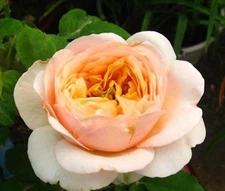 20 SEEDS for CLASSIC JULIET ORANGE Rose flower Bush exotic plant USA Seller