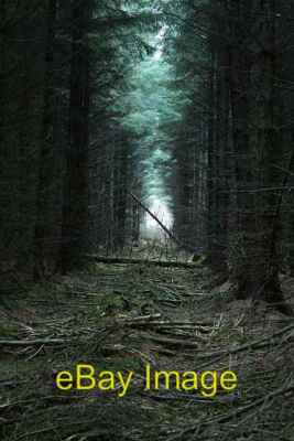 Foto 6x4 Baum Ränge im Cropton Forest (2) Band nicht leicht für eine Wand zu gehen c2008