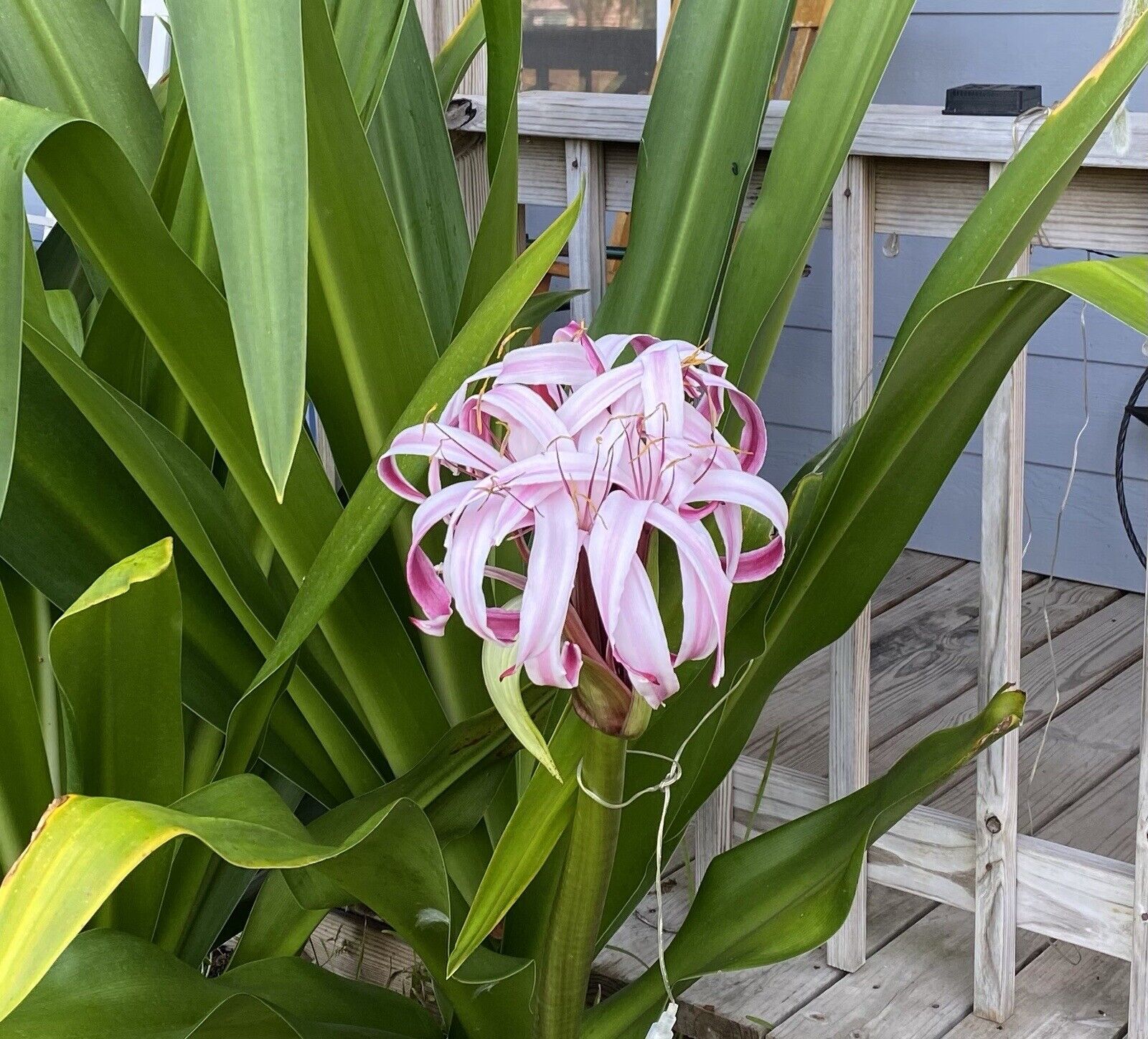crinum lily, c. asiaticum, giant white spider lily bulbs