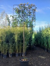 Photinia Red Robin Pleach Tree 150×150cm Head Evergreen Winter Hardy 3m Screen