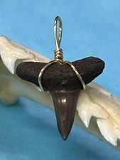 SHARK TOOTH PENDANT. 3/4 Inch Fossilized LEMON Shark Tooth From Bone Valley Fl 