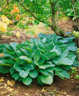 Hosta sieboldiana 'Big Daddy', Blaublatt-Funkie, ca. 11x11 cm Topf