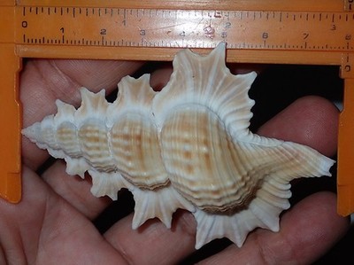 80 mm GREAT HUGE Biplex Perca Maple Leaf  Seashell #AK2 From Aliguay Island