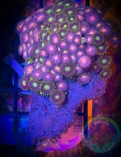 SAF~ 1.5 x 3 Inch Zoanthid Coral Colony, “WYSIWYG” Paly, Zoa, Zoanthid