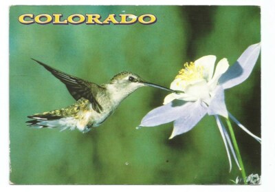 Hummingbird Colorado Postcard CO Bird