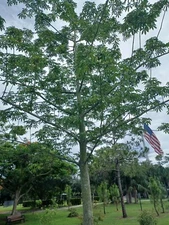 40 Silk Cotton Tree Seeds, Ceiba pentandra (Gathered 2024)