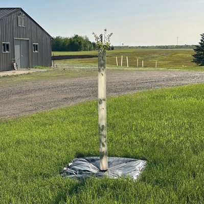 6ft Plantra SunFlex Greenhouse Grow Tube for Deciduous Trees Deer Shield Qty 1
